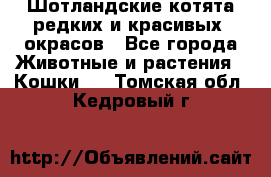 Шотландские котята редких и красивых  окрасов - Все города Животные и растения » Кошки   . Томская обл.,Кедровый г.